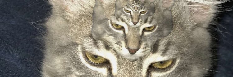 BreeDiaz's profile banner image