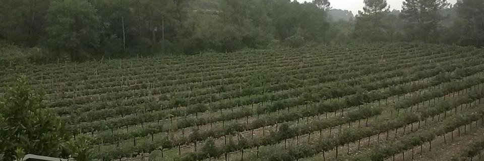 minnamanna's profile banner image