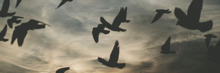 tootah01's profile banner image
