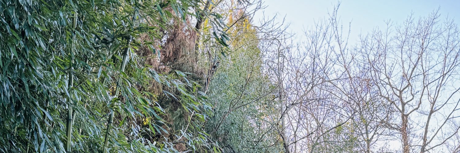 echoluang's profile banner image