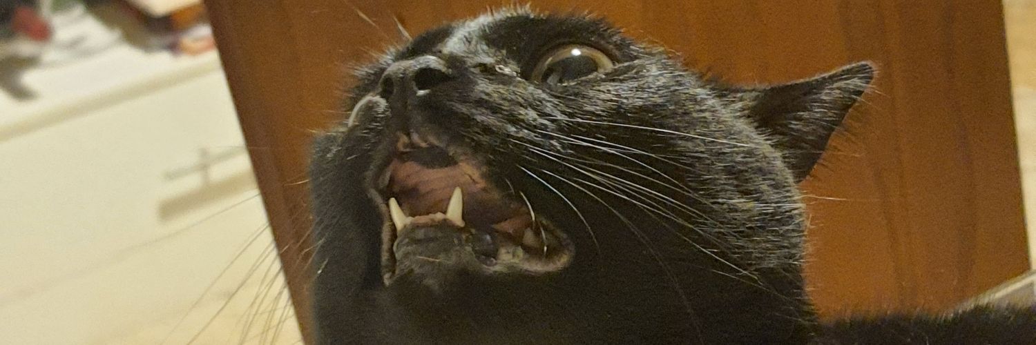 pattyyschaefer's profile banner image