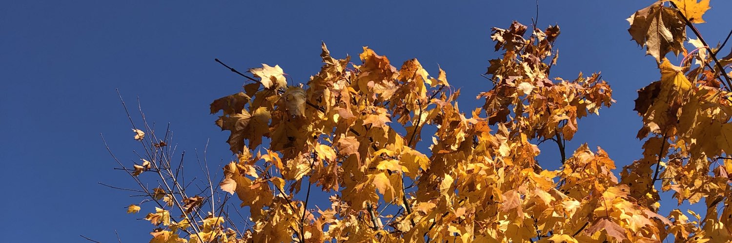iipa's profile banner image