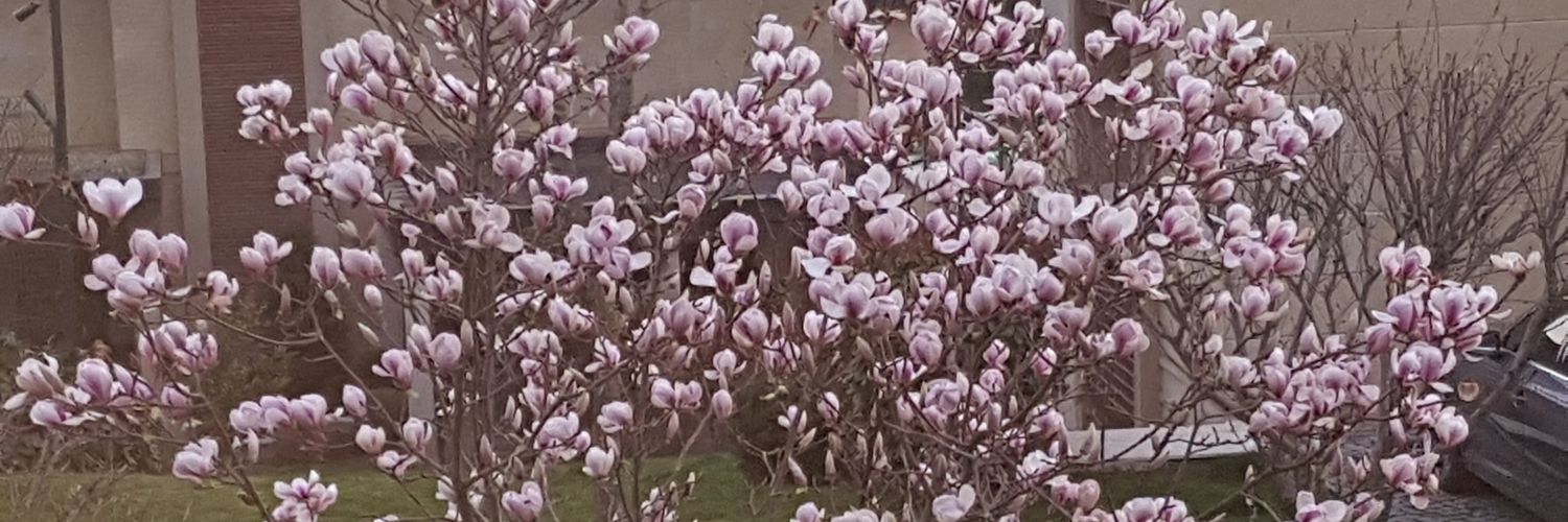 KocaOncel's profile banner image