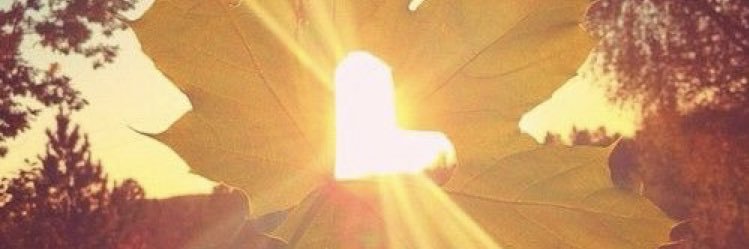 toridellapolla's profile banner image