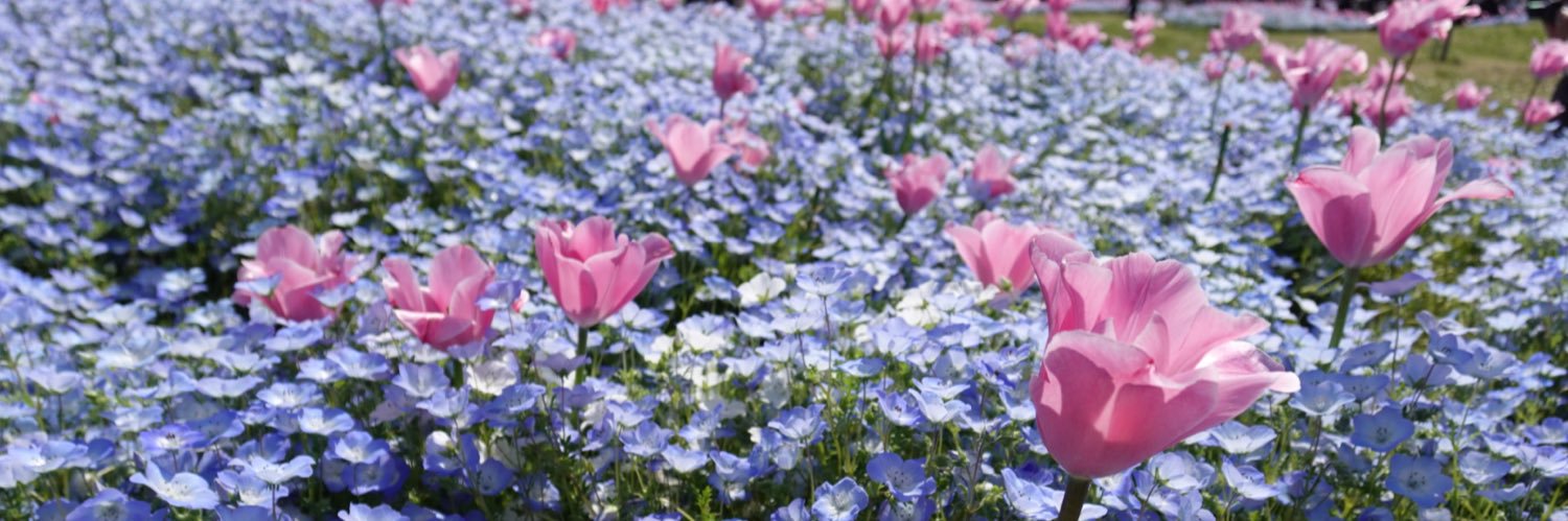 優希つづは🐬🩵 banner