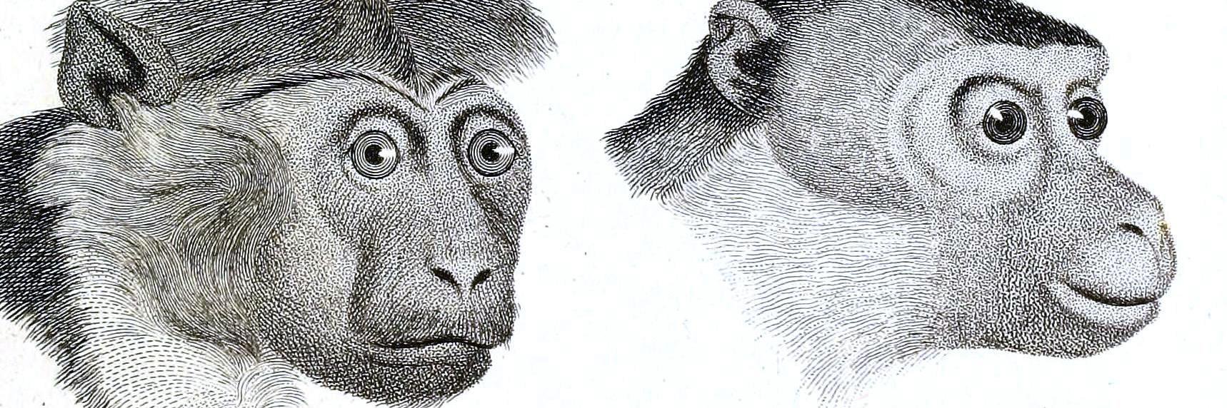 CienciAnimal's profile banner image