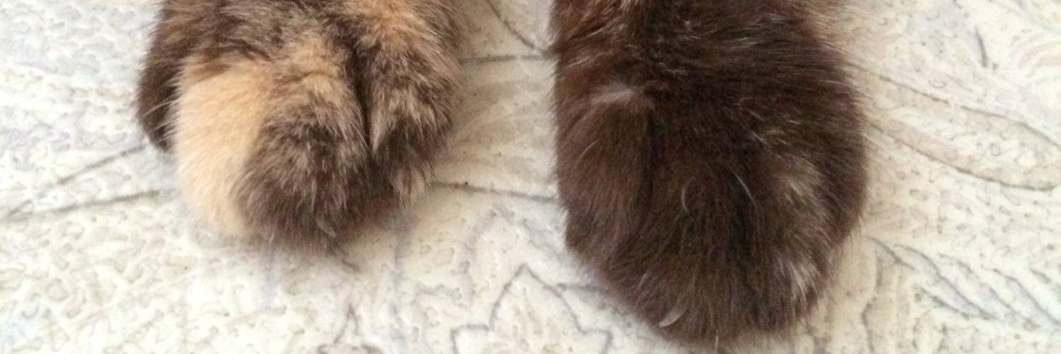 noshi76's profile banner image