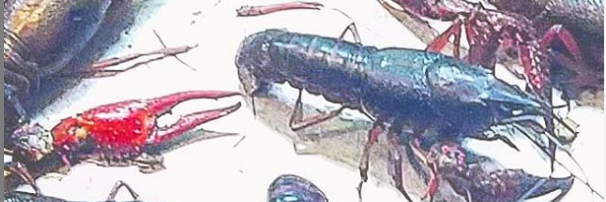 CandiedSquid's profile banner image