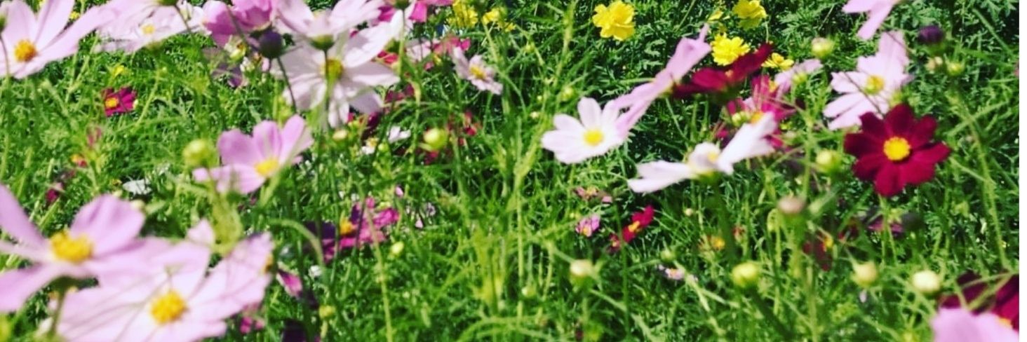 dirimu__'s profile banner image