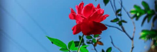 Utkarsh_Tiware's profile banner image