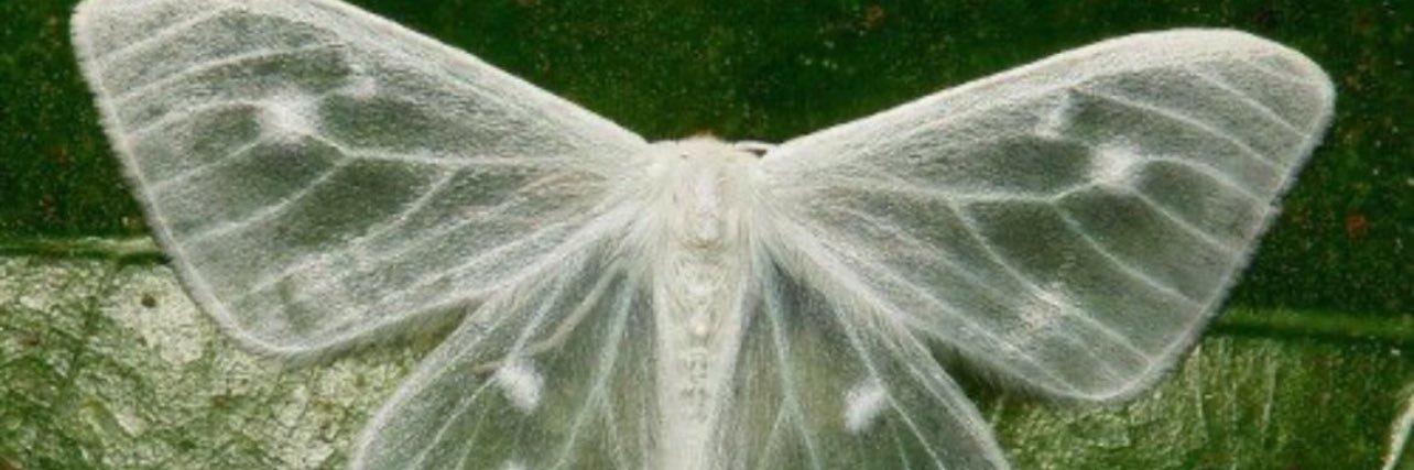 diegoriv256's profile banner image