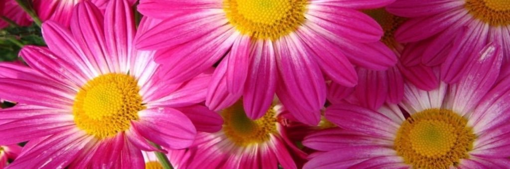 StephaLuv's profile banner image
