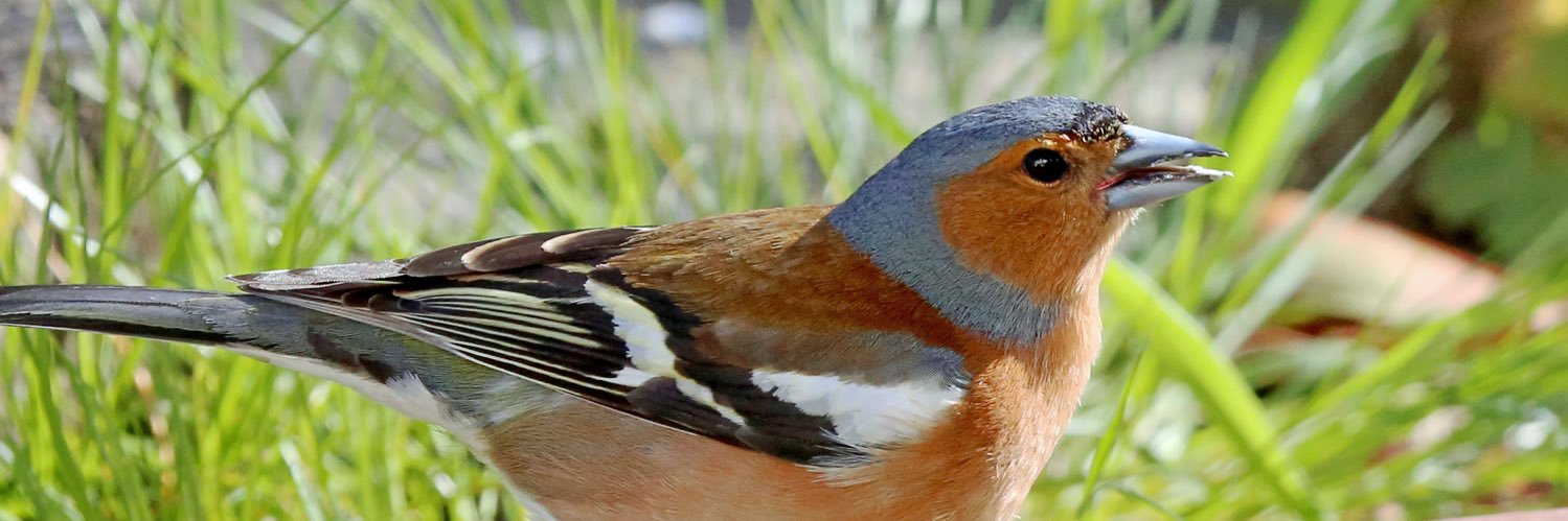 Graham Makepeace-Warne banner