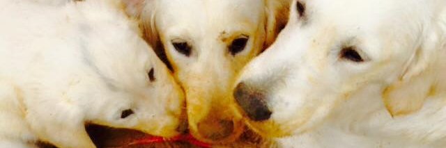 Pixie_Pebbles's profile banner image