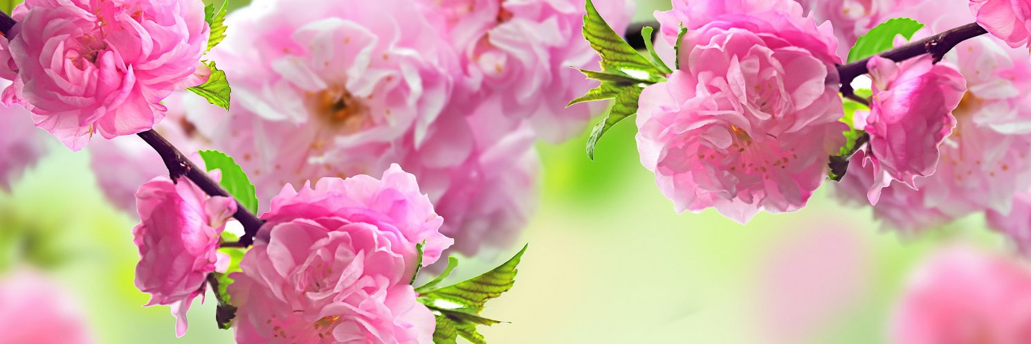 didibnr's profile banner image
