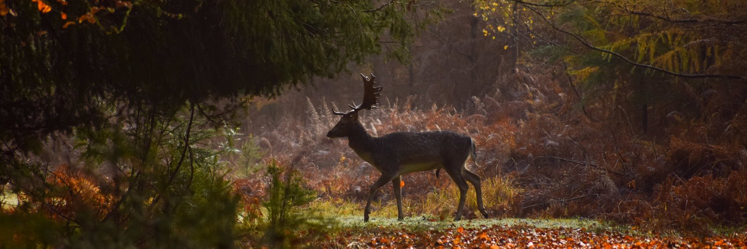 Forest Tracker 🇺🇦 banner