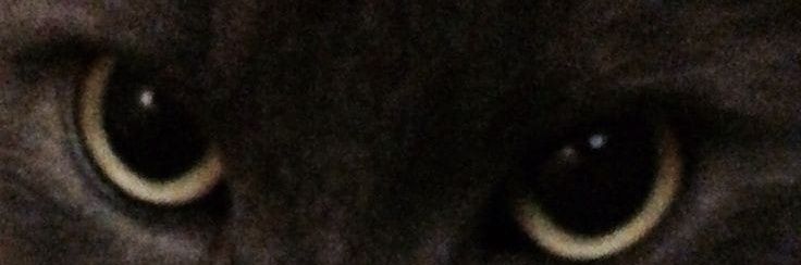 NicheAlphas's profile banner image