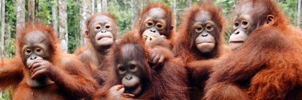 BorneoOSUK Profile Banner