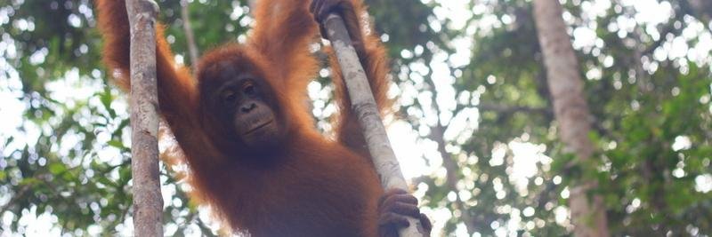 bpborneo's profile banner image