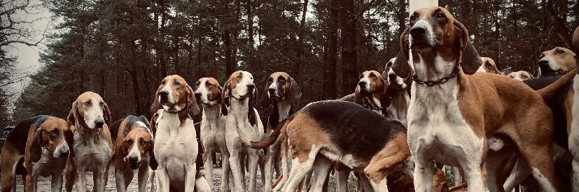 𝗧𝗵𝗼𝗺𝗮𝘀 𝗗𝗿𝗮𝗰𝗵 banner