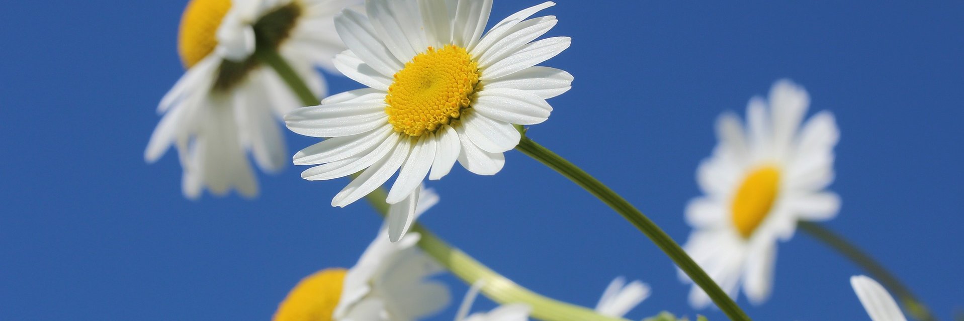 tracyng2012's profile banner image