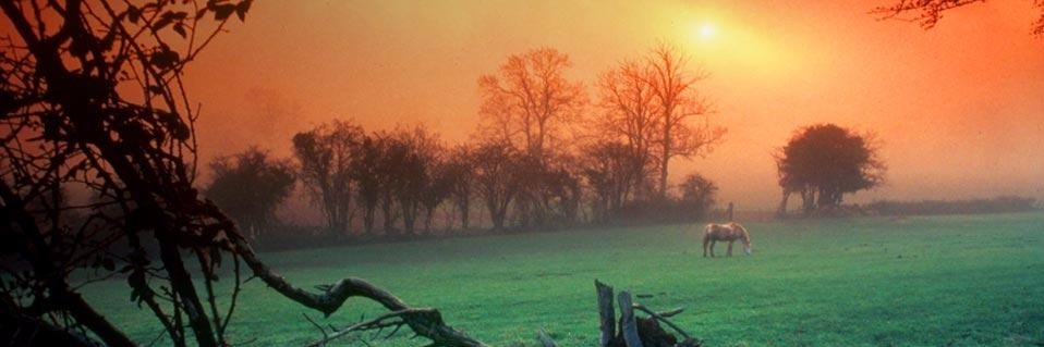 Sue (Susie) Mince 🇺🇸 🇮🇱🟦 banner