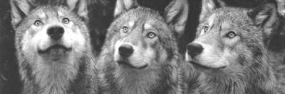 Srta_Offspring's profile banner image