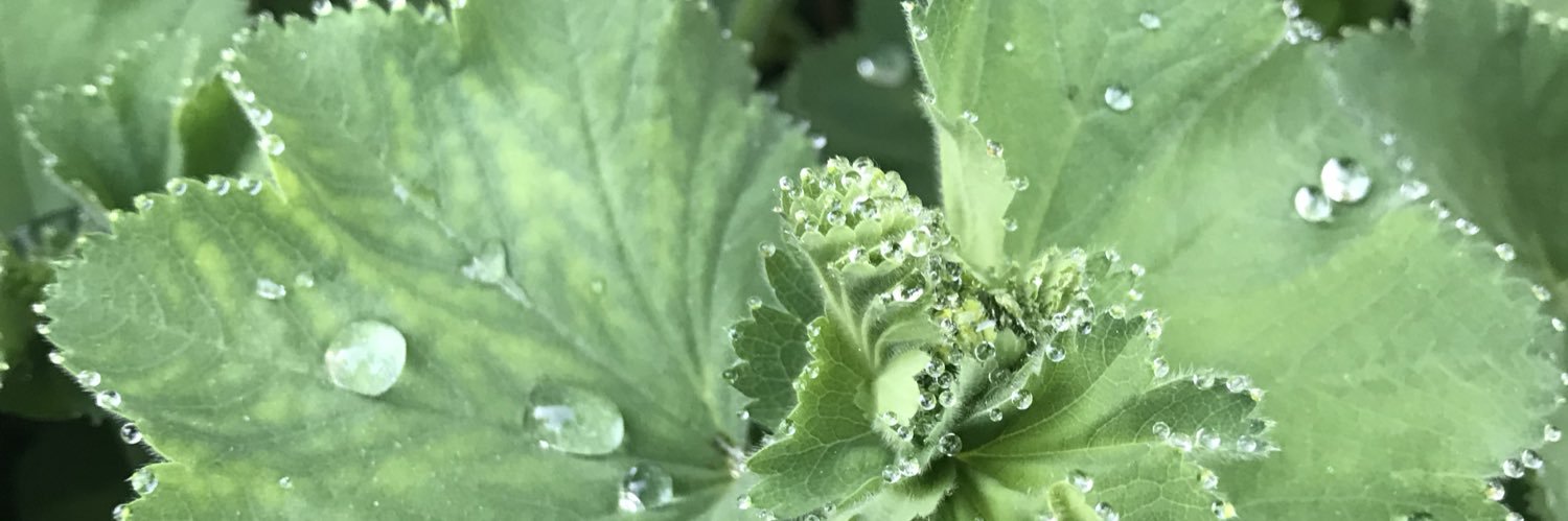 Judith Anspach banner