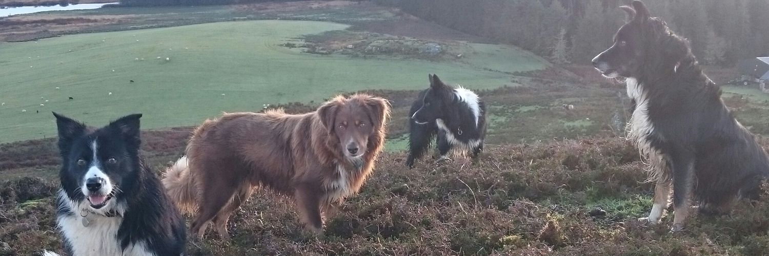 LastShepherd's profile banner image