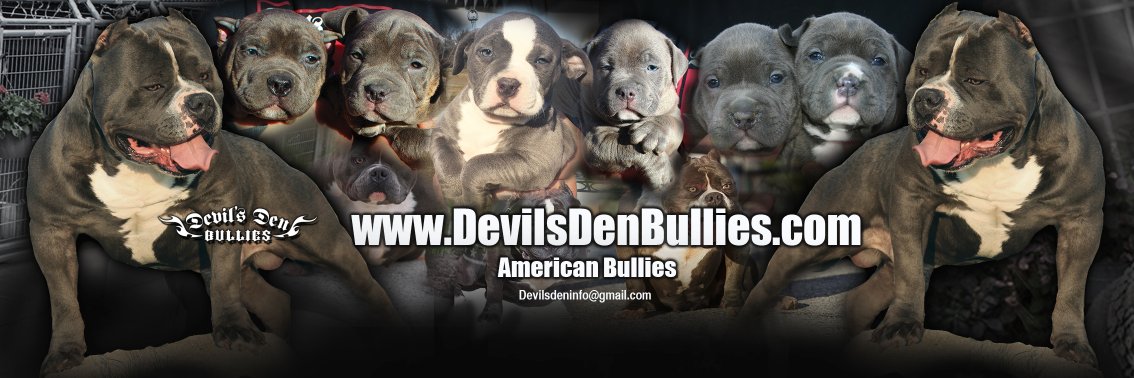 Devils Den Bullies (@DevilsDenbullys) / Posts / X