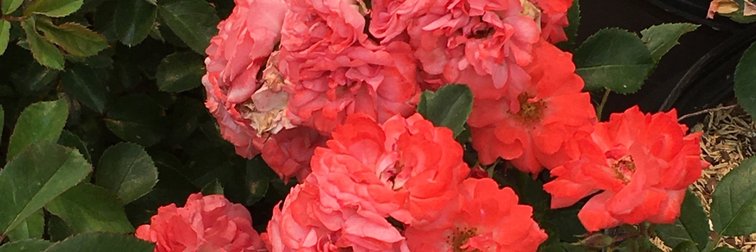NeonGlass_'s profile banner image