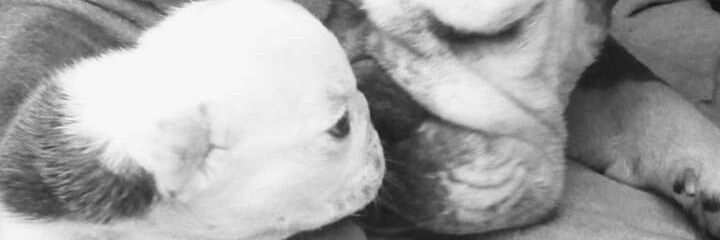 flyjcr's profile banner image