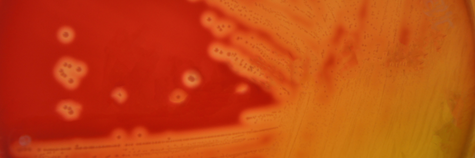 HD_lab_Dundee's profile banner image
