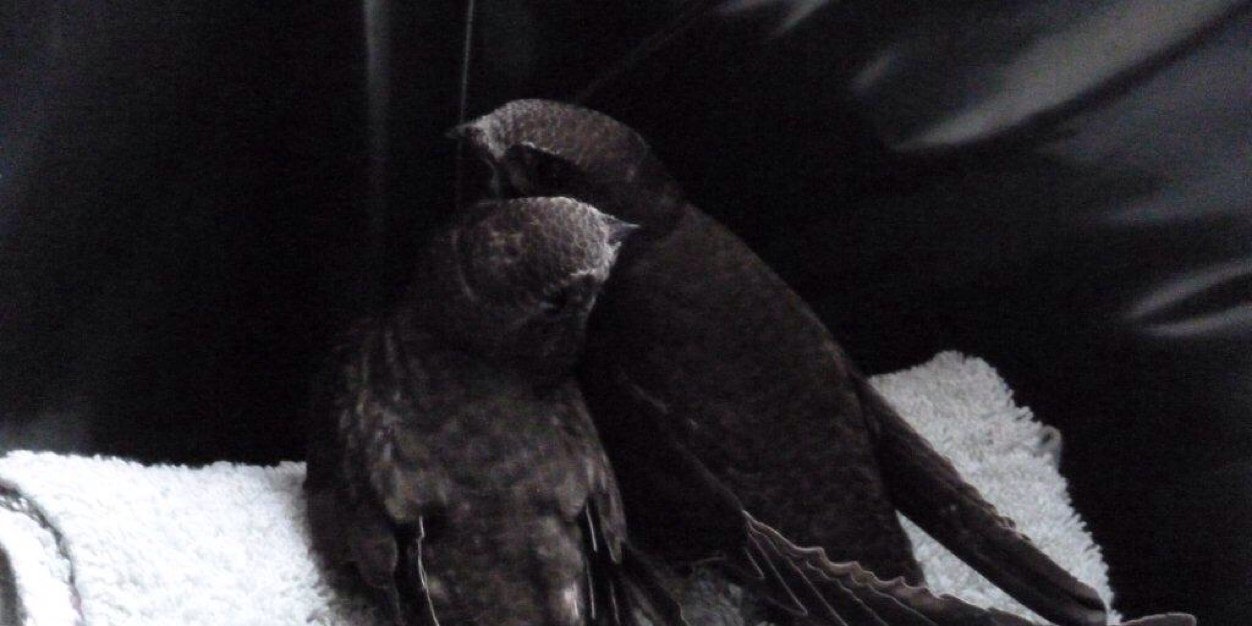 SaveourSwifts's profile banner image