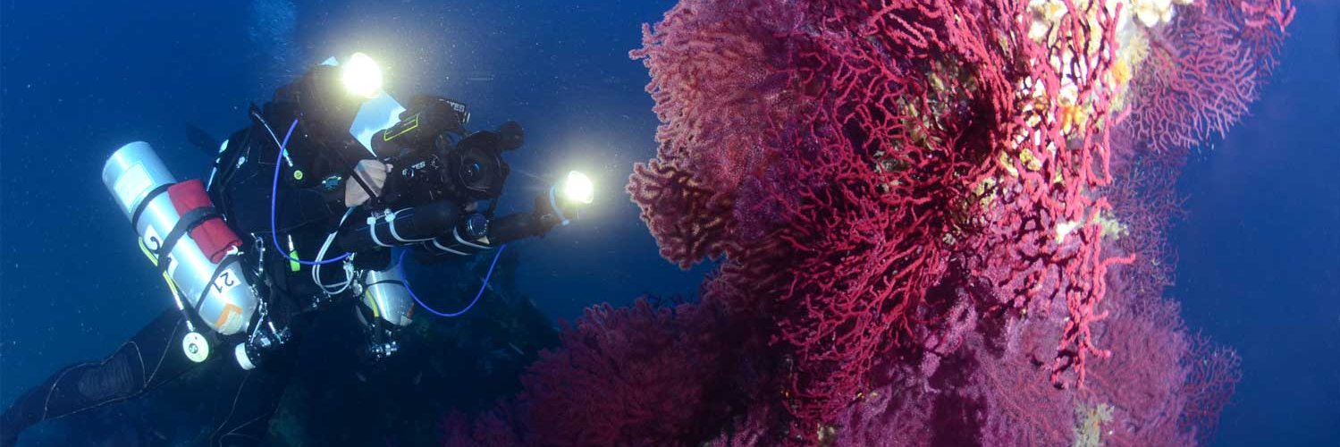 scubapointpalau's profile banner image