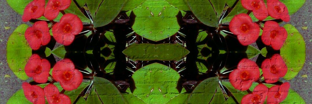 NandaBotelho's profile banner image