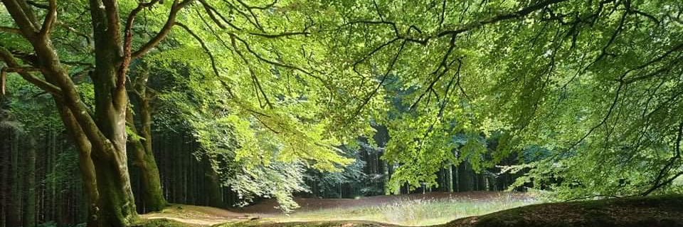 🌼 P.Ceee🌼 banner