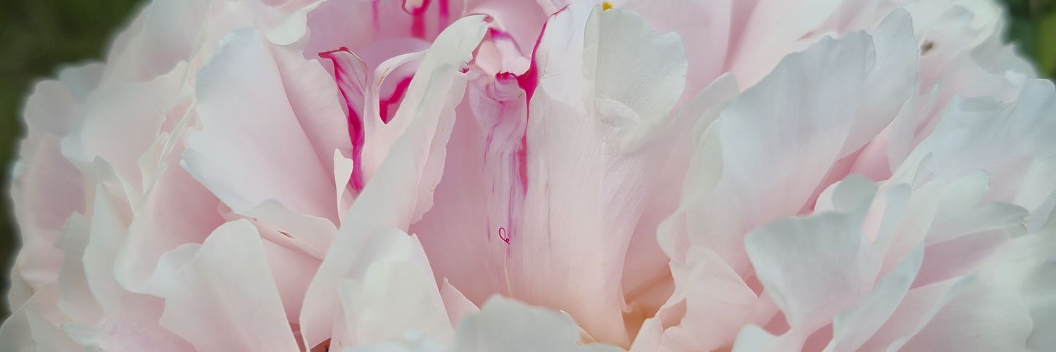 🌼 P.Ceee🌼 banner