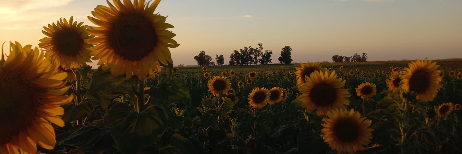 PaternostroFeli's profile banner image
