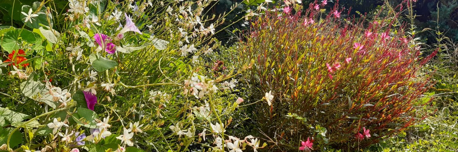 🇺🇦 Wishmopsi 🇺🇦 banner