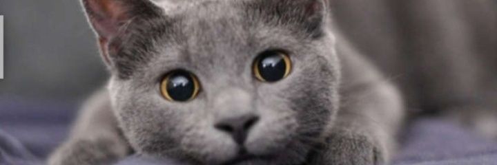 VGogen's profile banner image