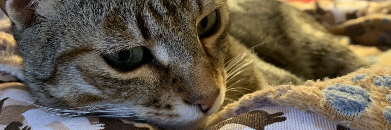 Bekkus's profile banner image
