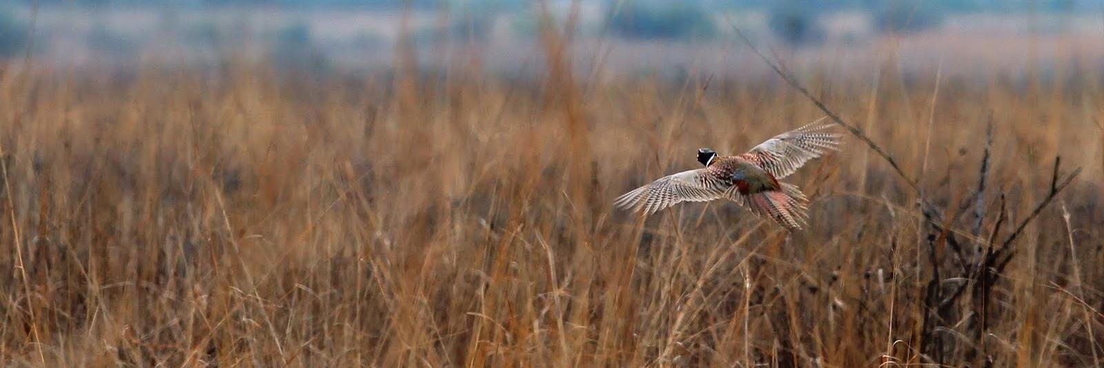 BirdnWaterFowl's profile banner image