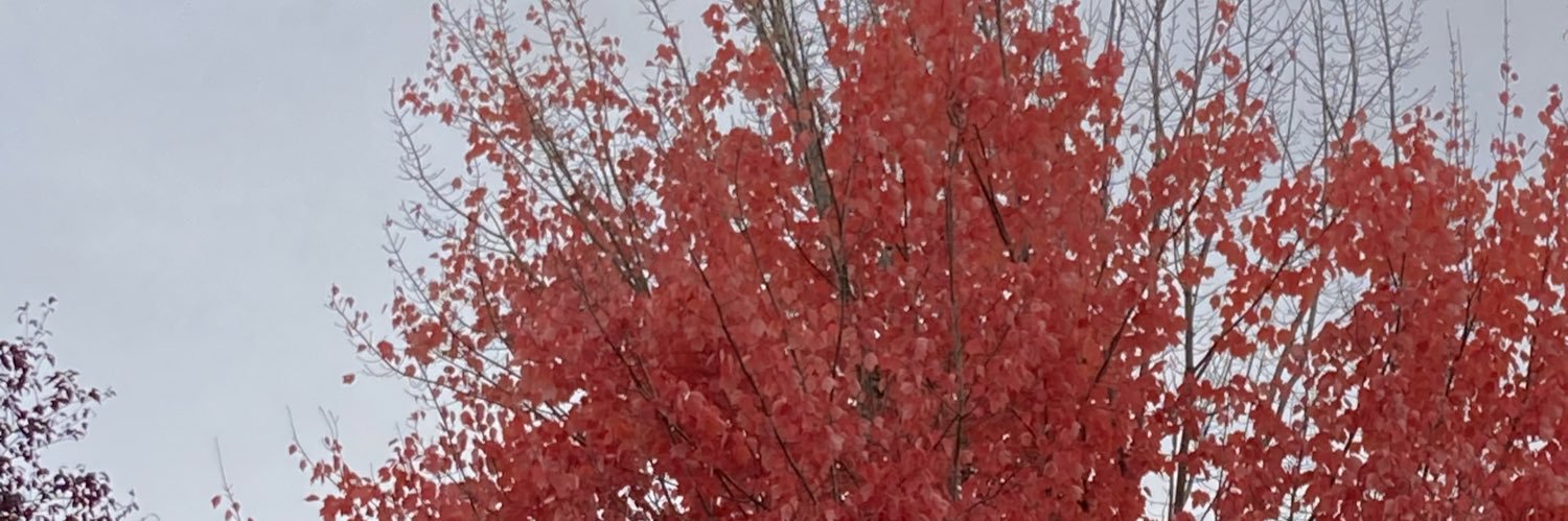 proudmolly's profile banner image