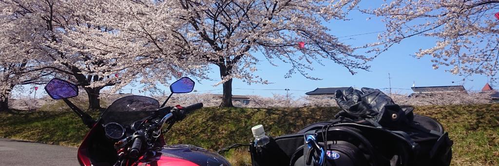 にわかザメ💪('ω'💪)(田舎バース) banner