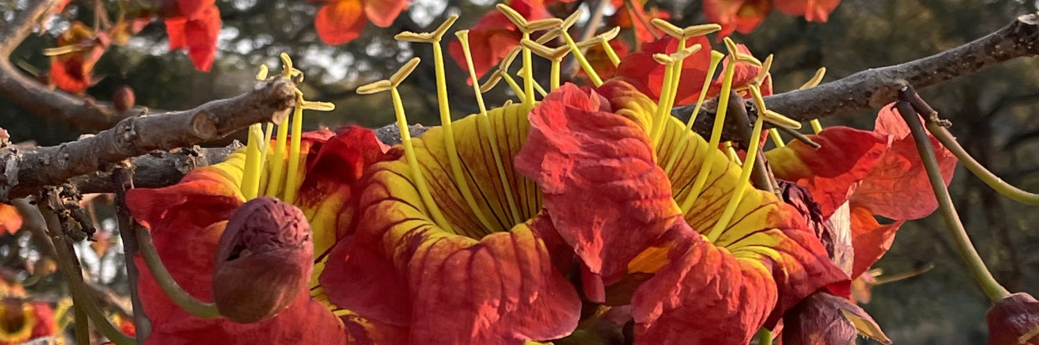 dszim's profile banner image