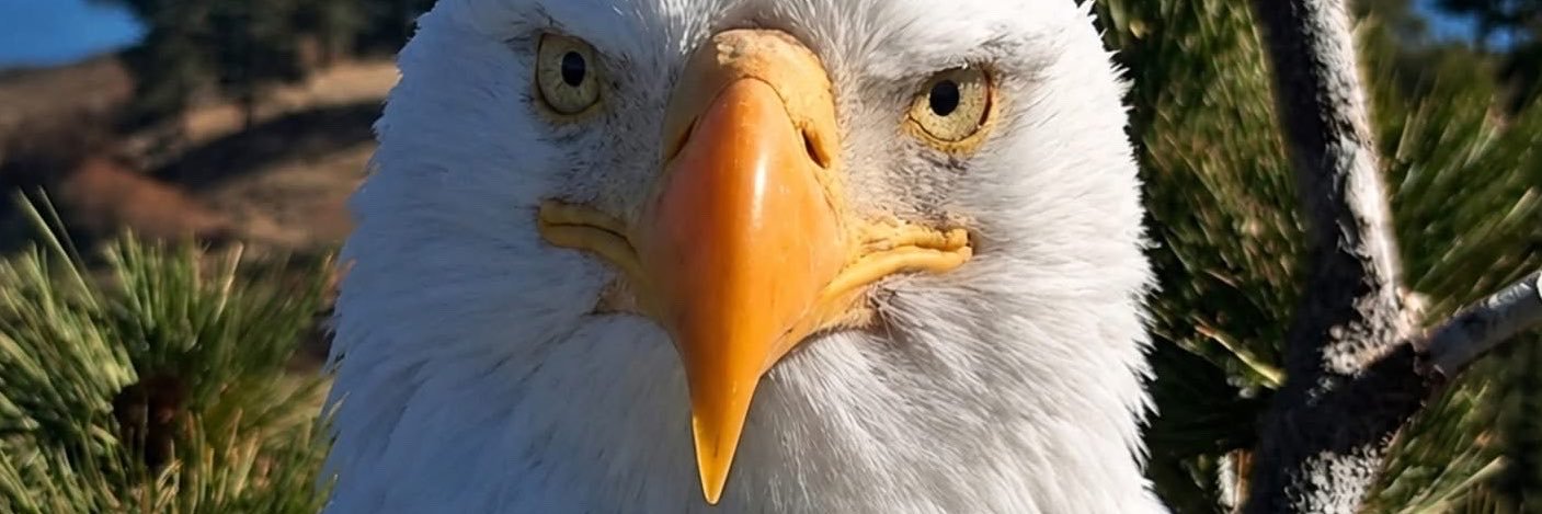 dmercier1's profile banner image