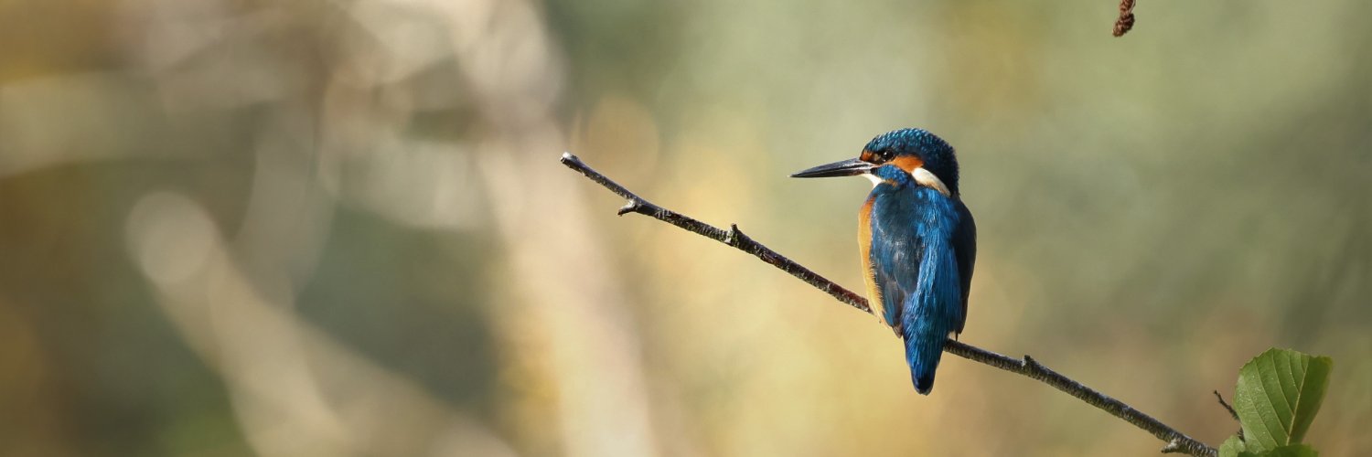 MaximeWeibl's profile banner image
