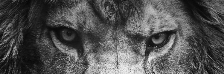 liam_tytgat's profile banner image