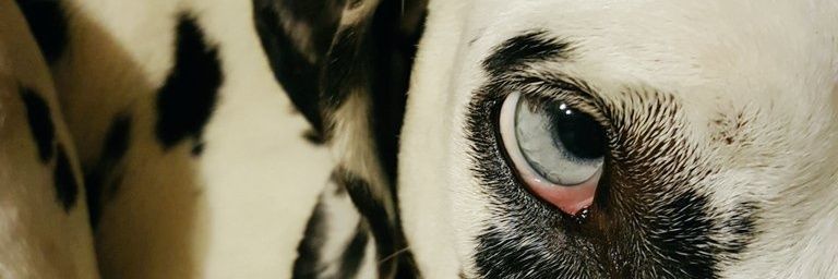Luciana banner